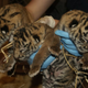 Illustration for article titled ZOMG BABY SUMATRAN TIGERS!!!